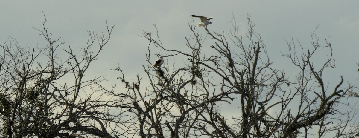 White-tailed Kite - ML362998491