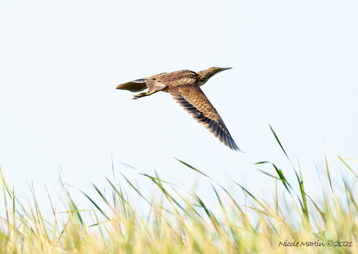 American Bittern - ML362998501