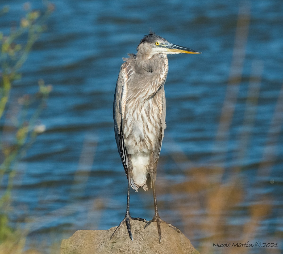 Great Blue Heron - Nicole Martin