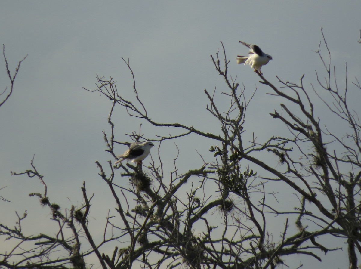 White-tailed Kite - ML362998731