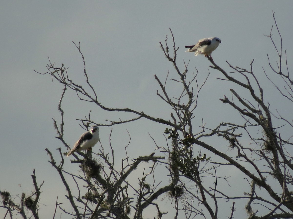 White-tailed Kite - ML362999011