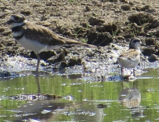 Red-necked Phalarope - ML362999421