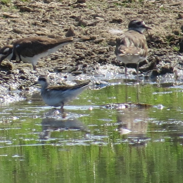 Phalarope à bec étroit - ML362999431