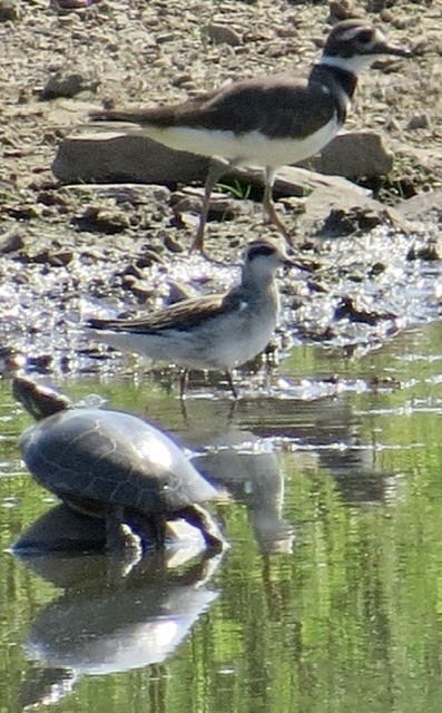 Red-necked Phalarope - ML362999441