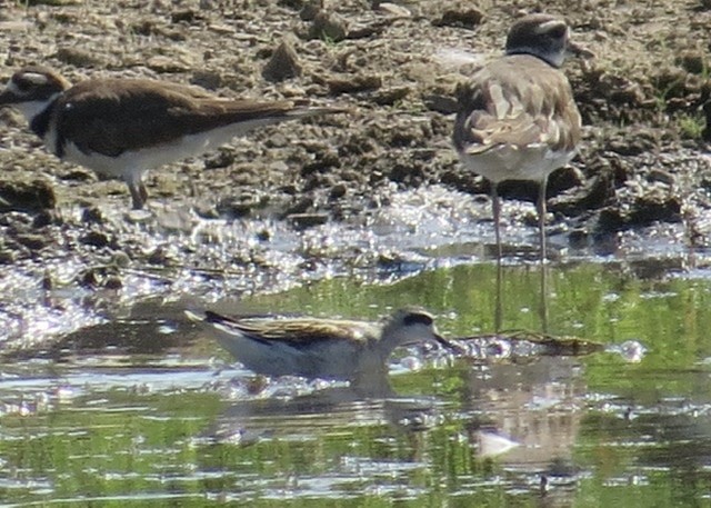 Red-necked Phalarope - ML362999451