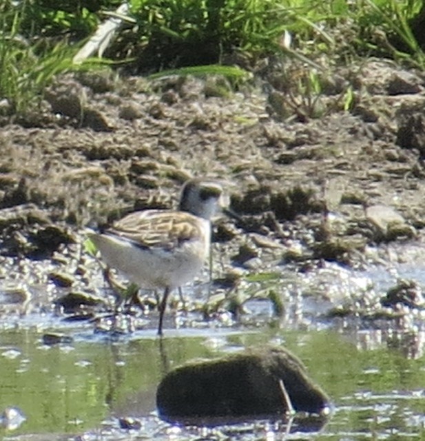 Red-necked Phalarope - ML362999481