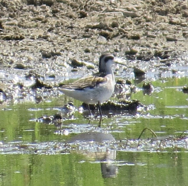 Phalarope à bec étroit - ML362999501