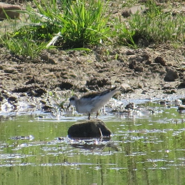 Red-necked Phalarope - ML362999521