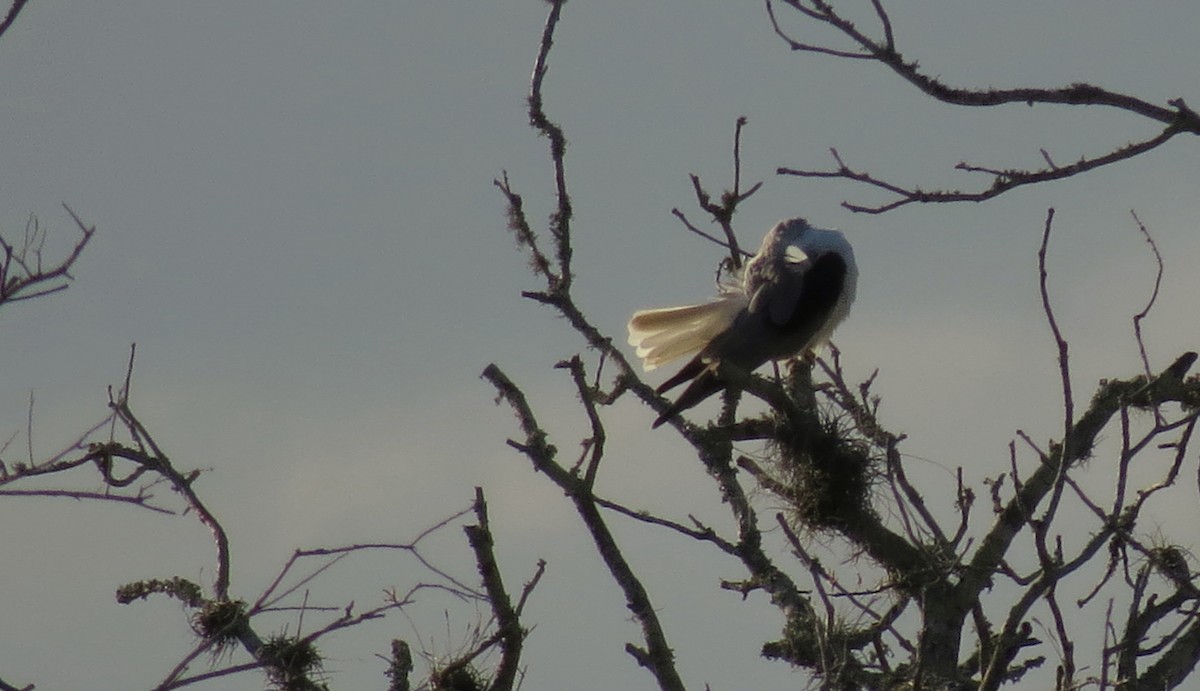 White-tailed Kite - ML362999871