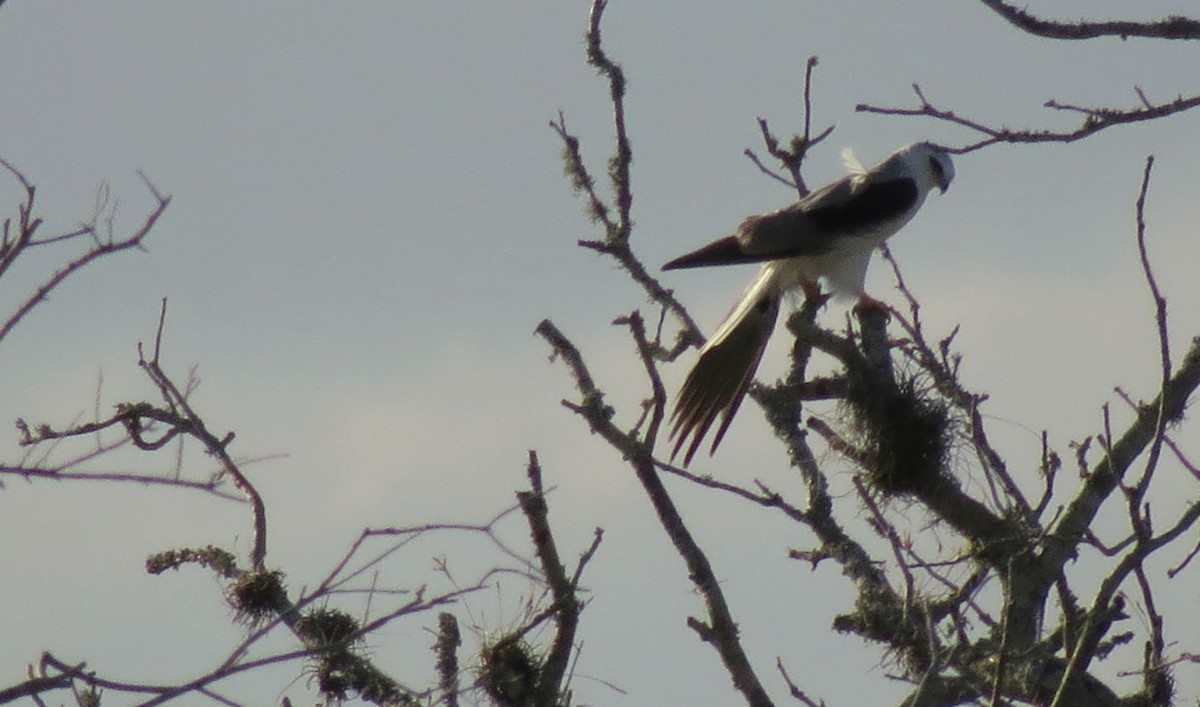 White-tailed Kite - Tammy Hester