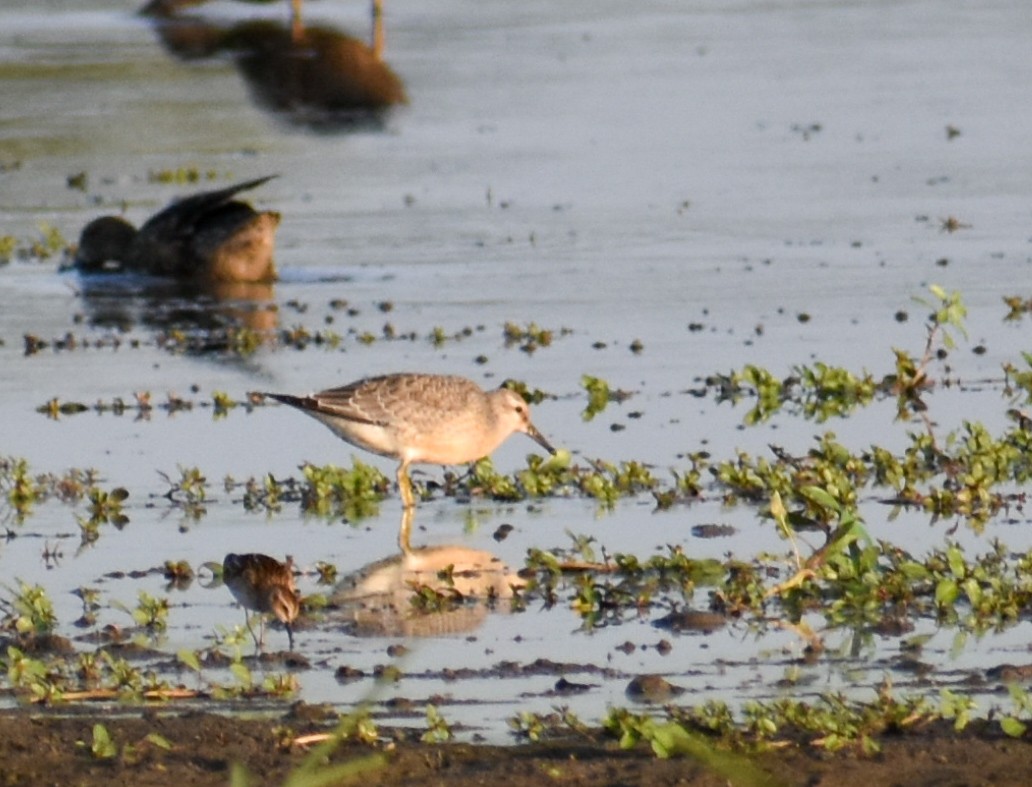 Red Knot - ML363002041