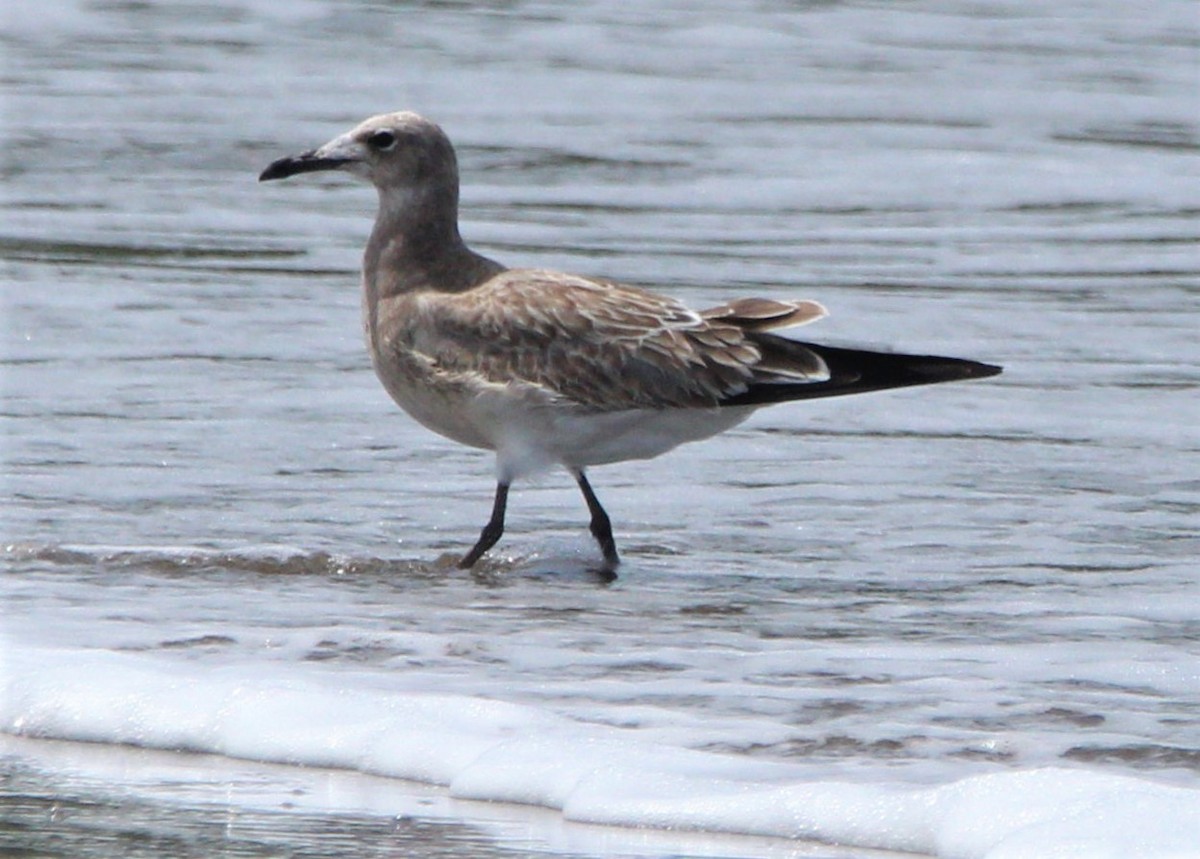 Laughing Gull - ML363002931