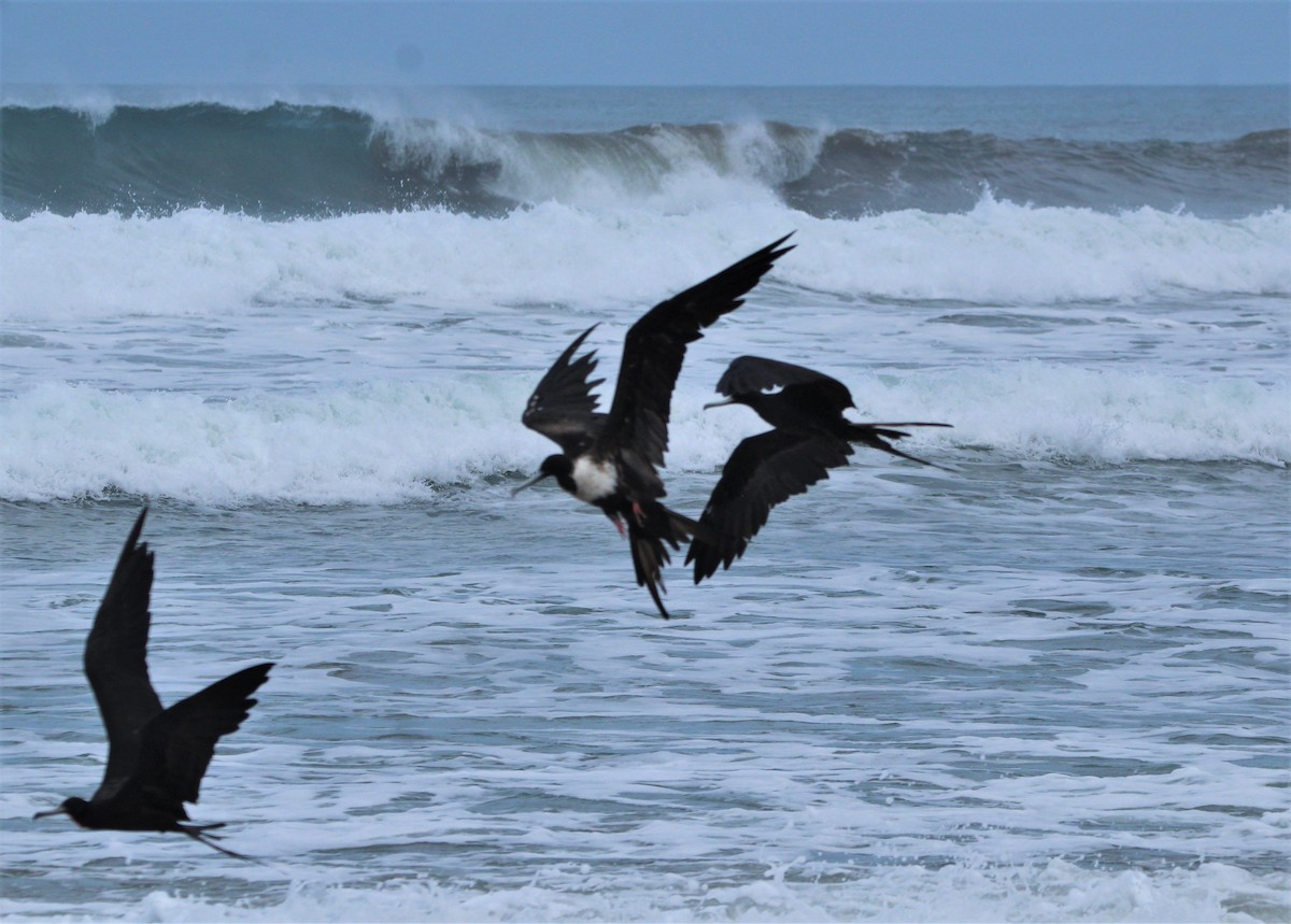 Magnificent Frigatebird - Jeffrey McCrary