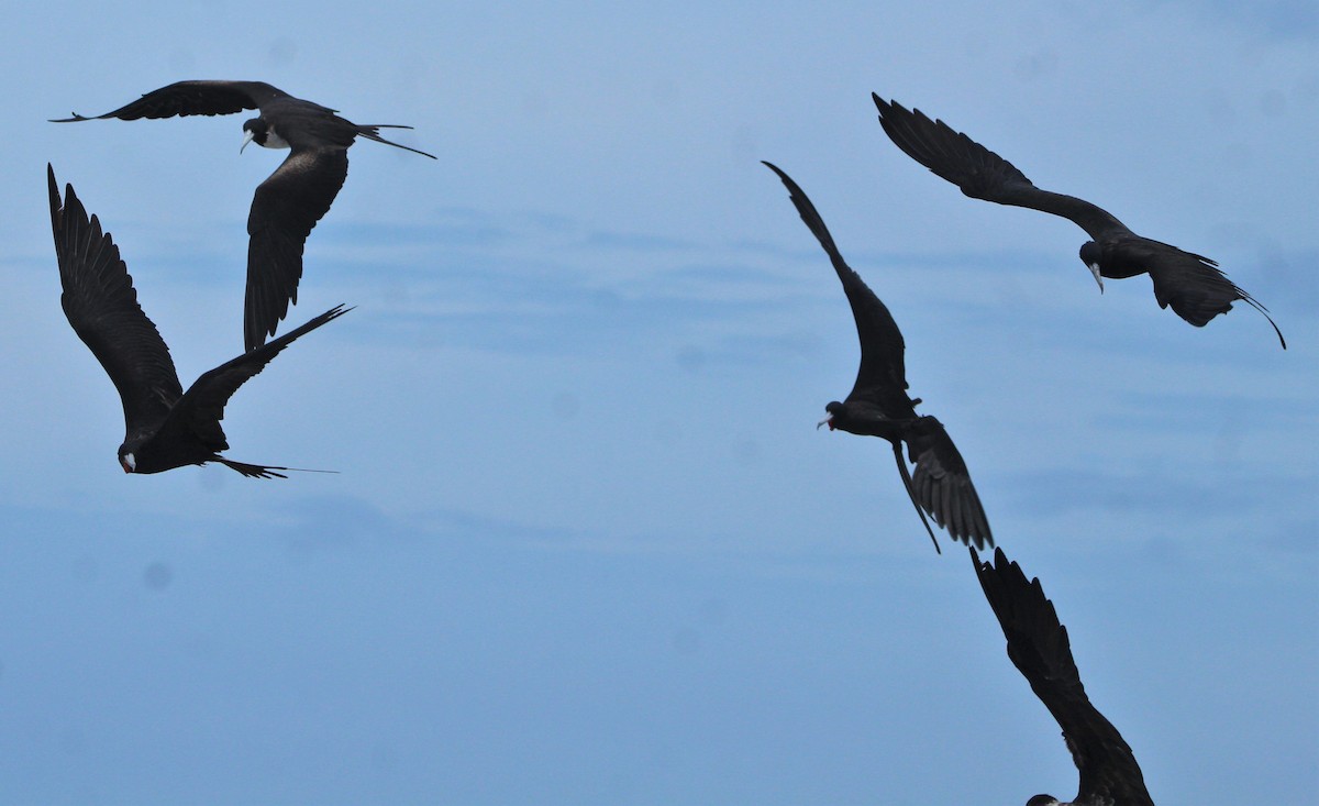 Magnificent Frigatebird - ML363003601