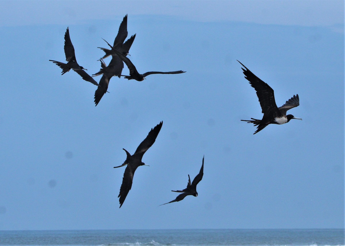 Magnificent Frigatebird - ML363003611