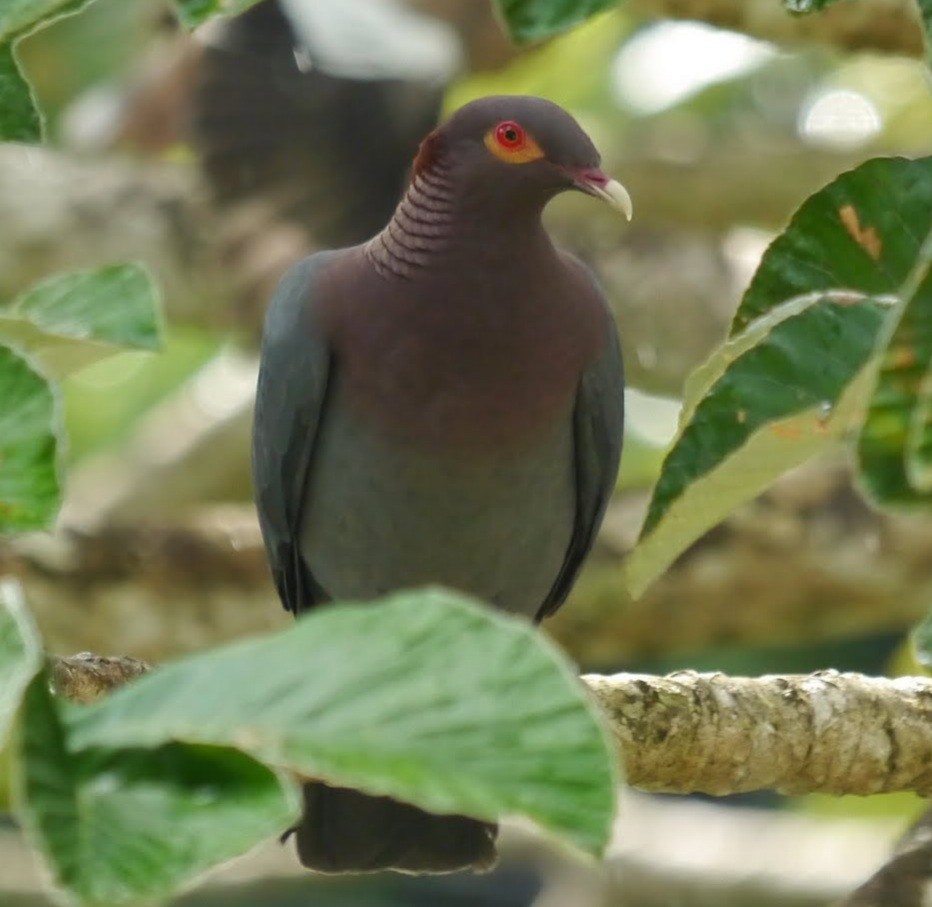 Pigeon à cou rouge - ML363005881