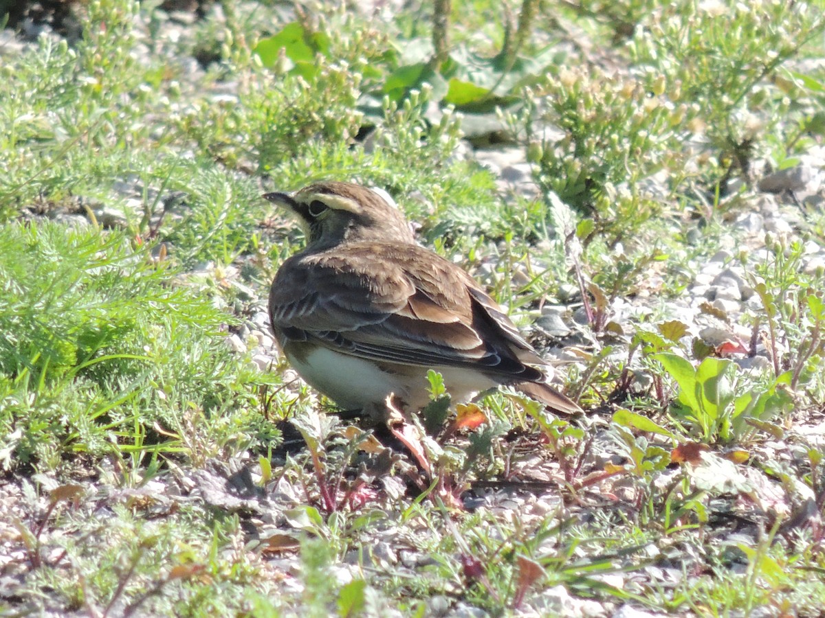 Horned Lark - Melody Walsh