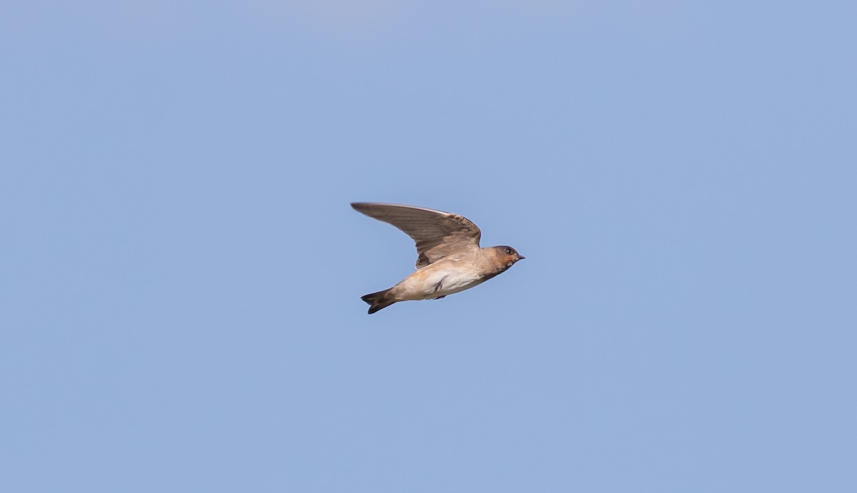 Cliff Swallow - ML363007751