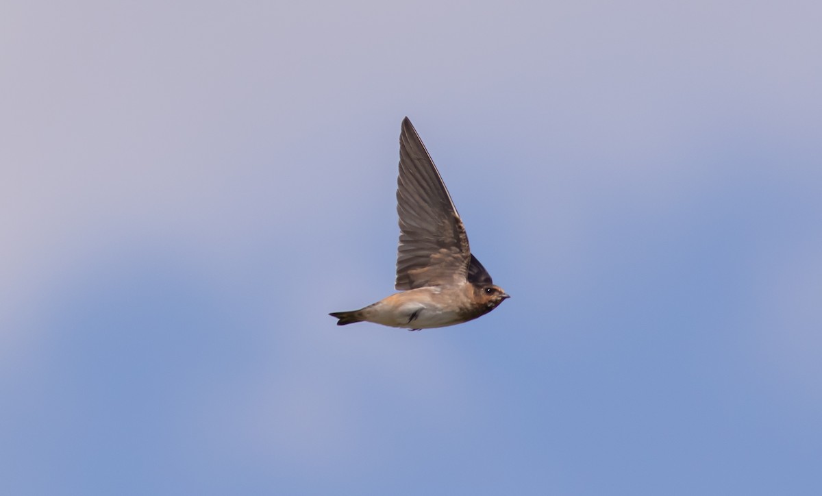 Cliff Swallow - ML363007801