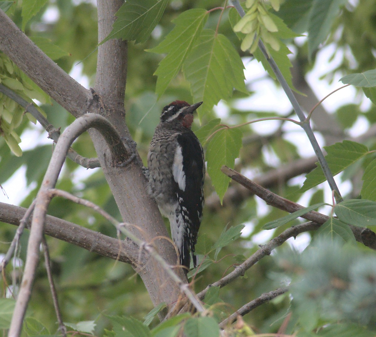 Yellow-bellied/Red-naped Sapsucker - ML363007871