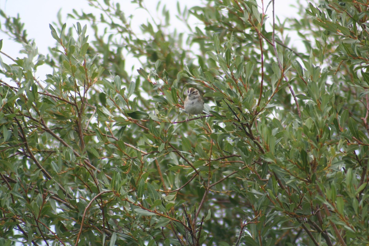 Lark Sparrow - ML363008391