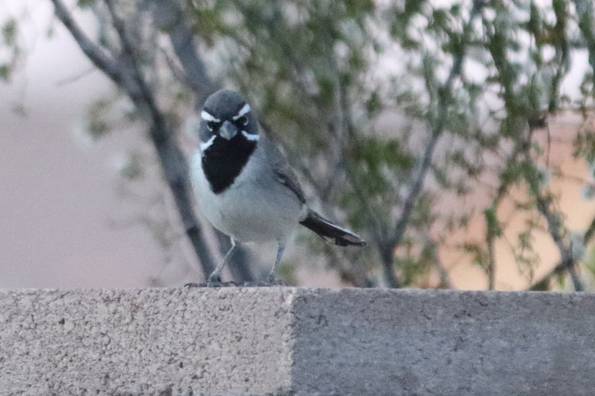 Black-throated Sparrow - Andrew Core