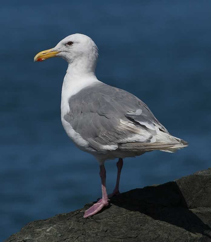 Glaucous-winged Gull - ML363009011