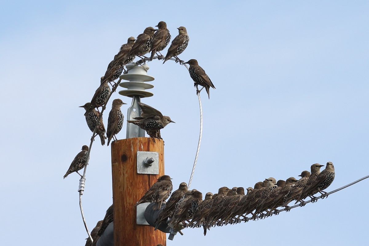 European Starling - J Smith