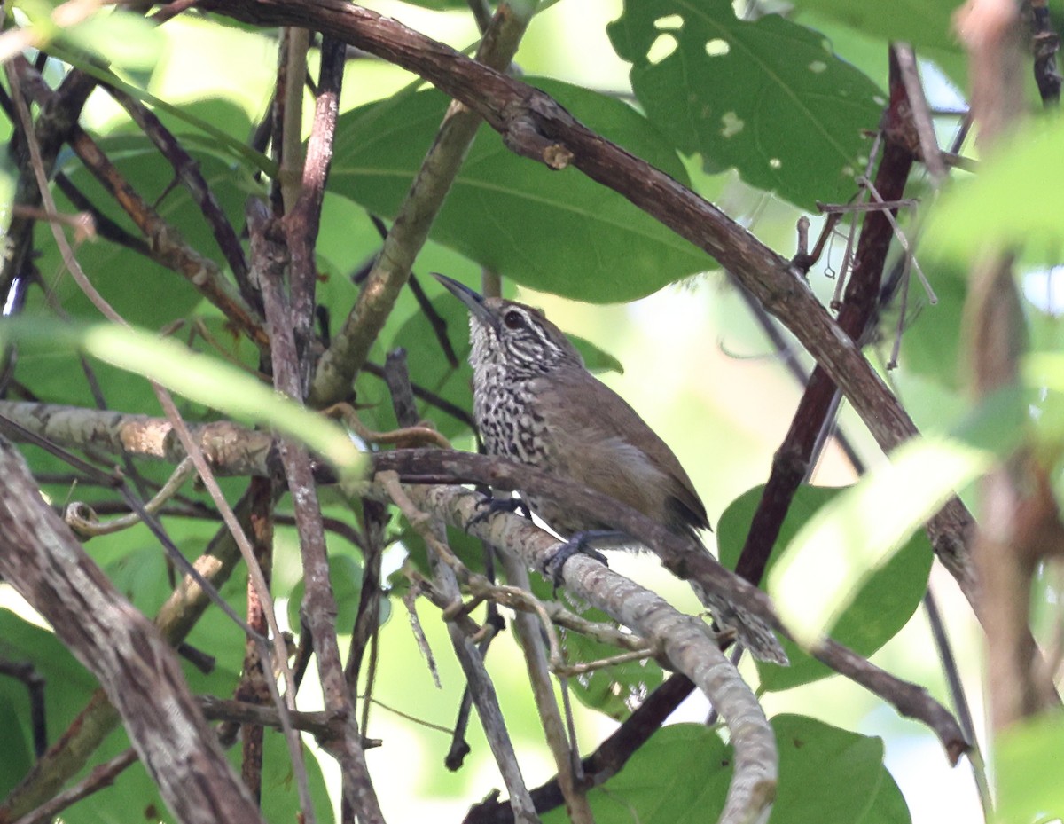 Spot-breasted Wren - ML363011911