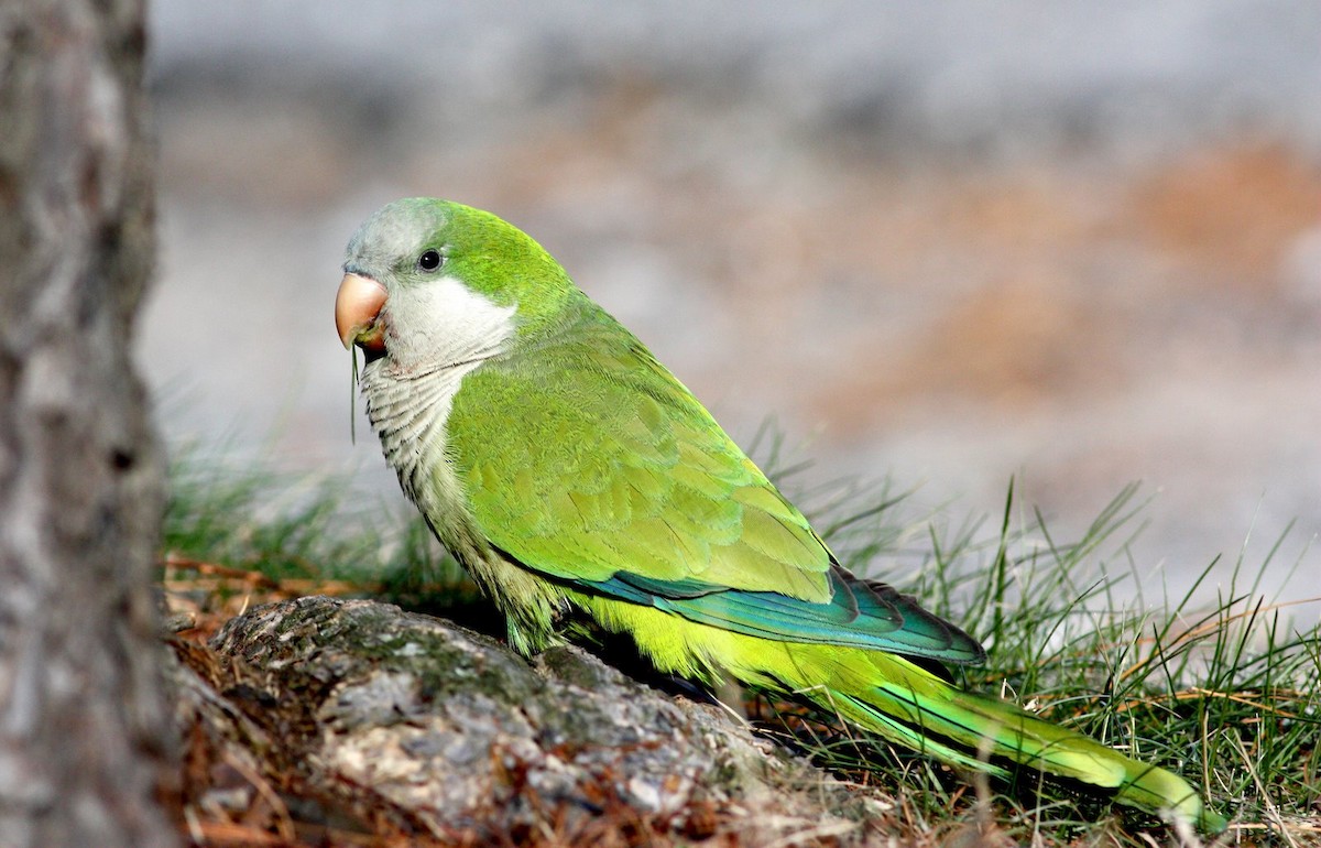 Monk Parakeet - ML36301271