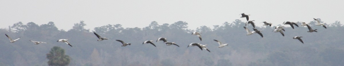 Snow Goose - Steve Collins