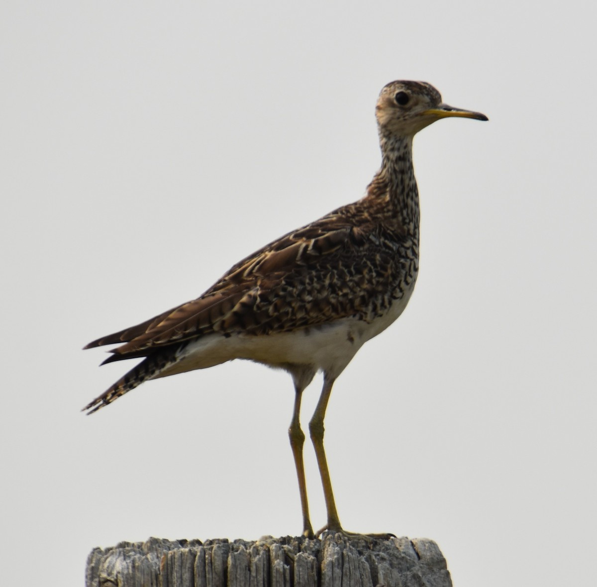 Upland Sandpiper - ML363013801