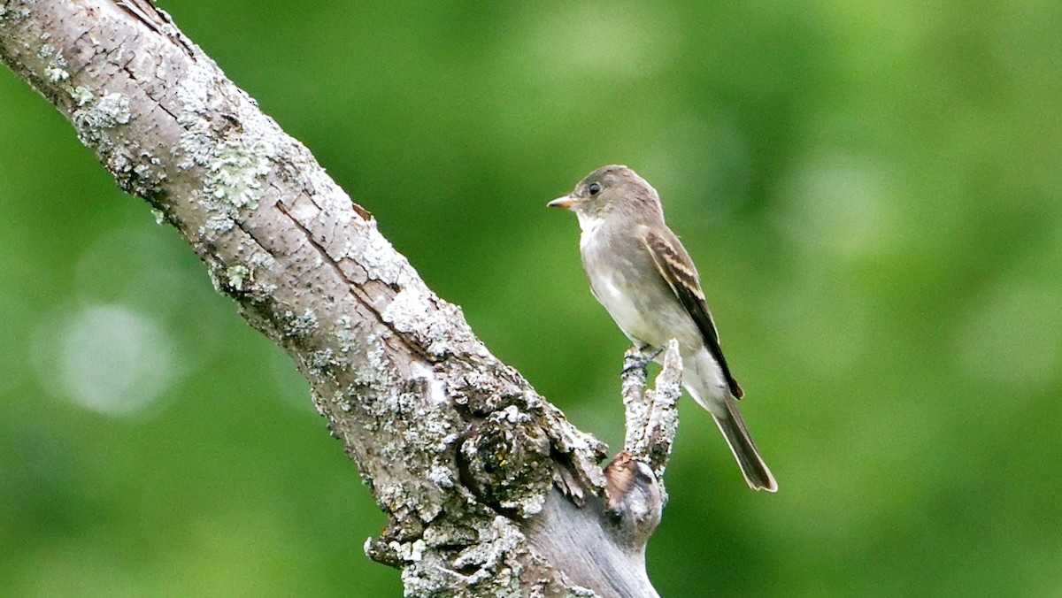 Eastern Wood-Pewee - ML363014381