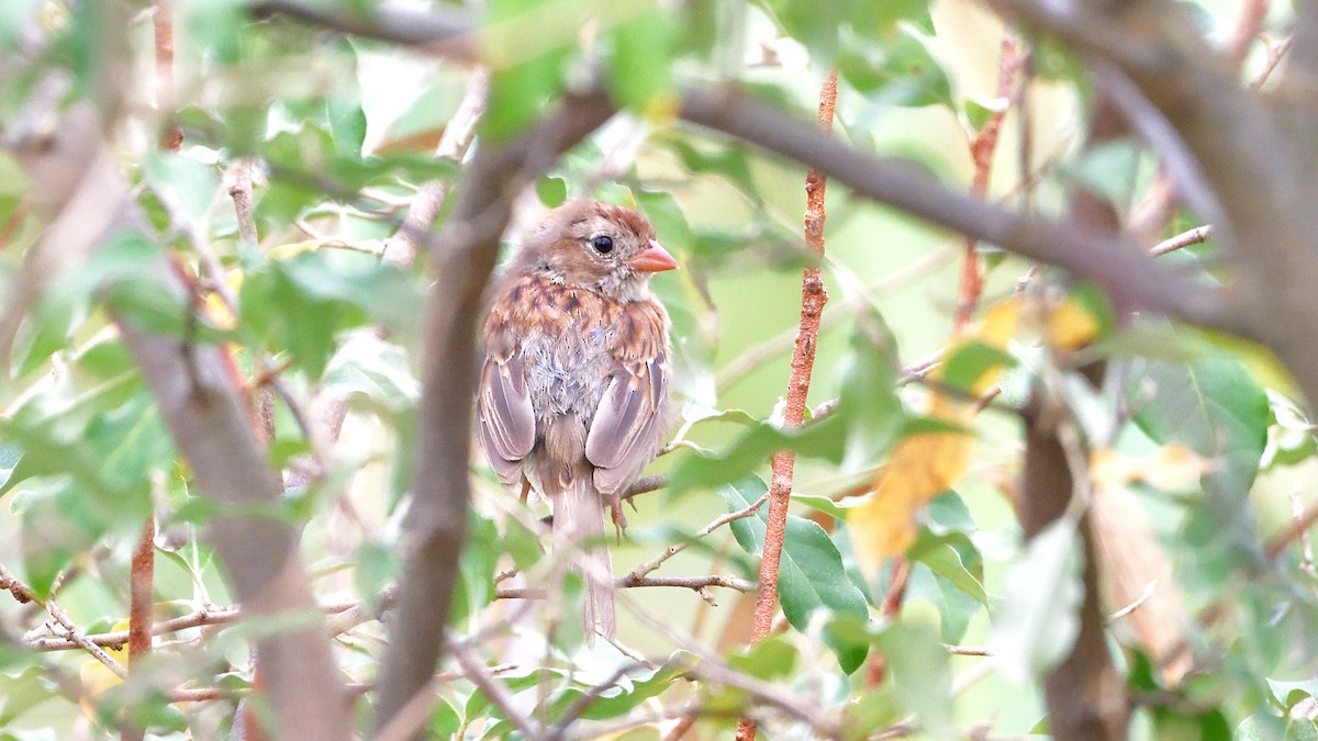 Field Sparrow - ML363014681