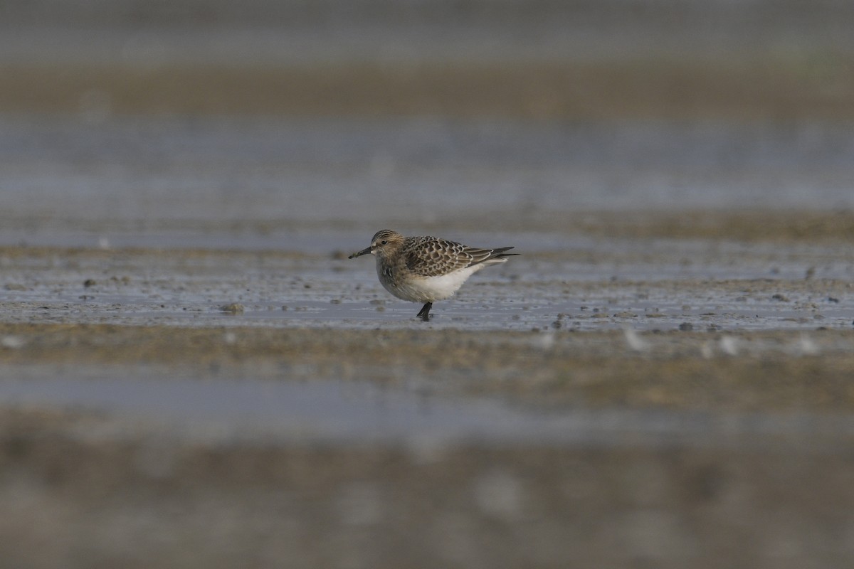 Baird's Sandpiper - Ben  Sonnenberg