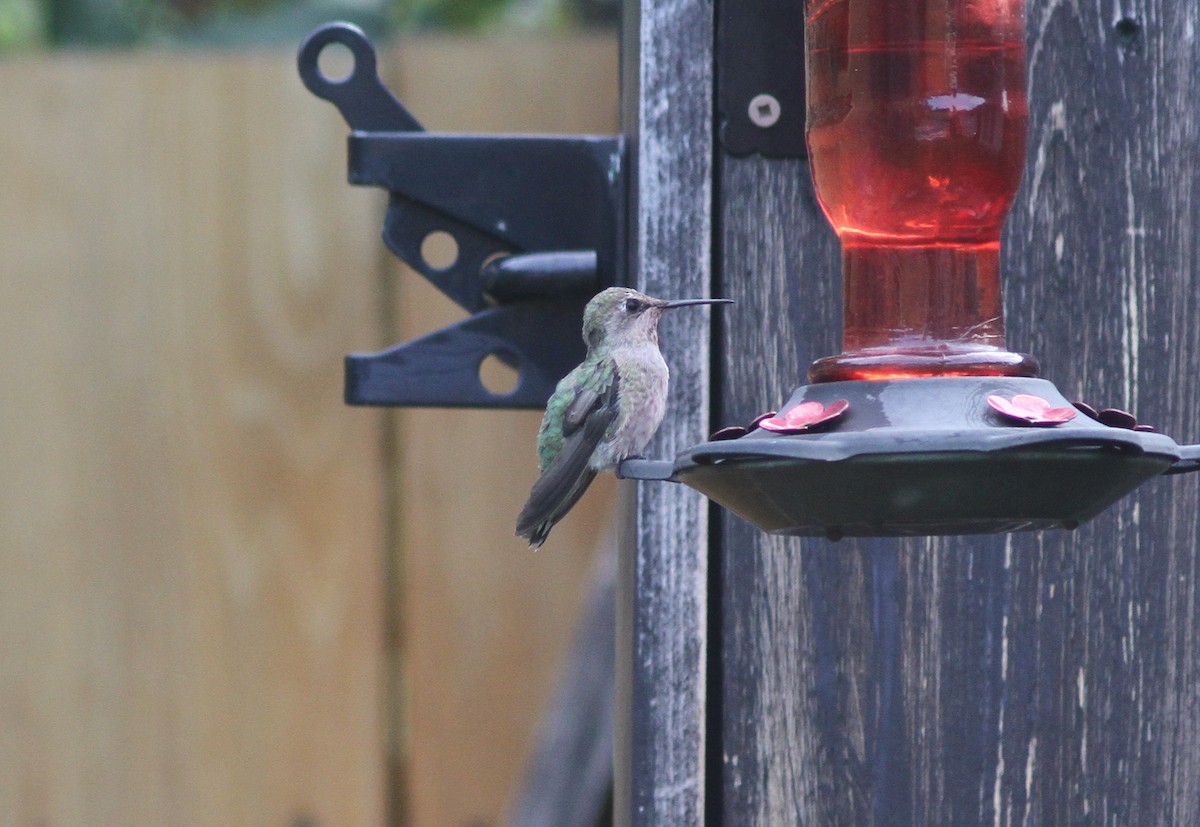 Anna's Hummingbird - ML363016961