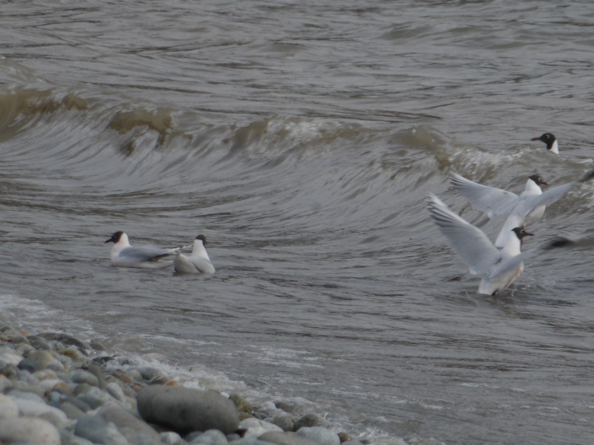 Brown-hooded Gull - ML363018401