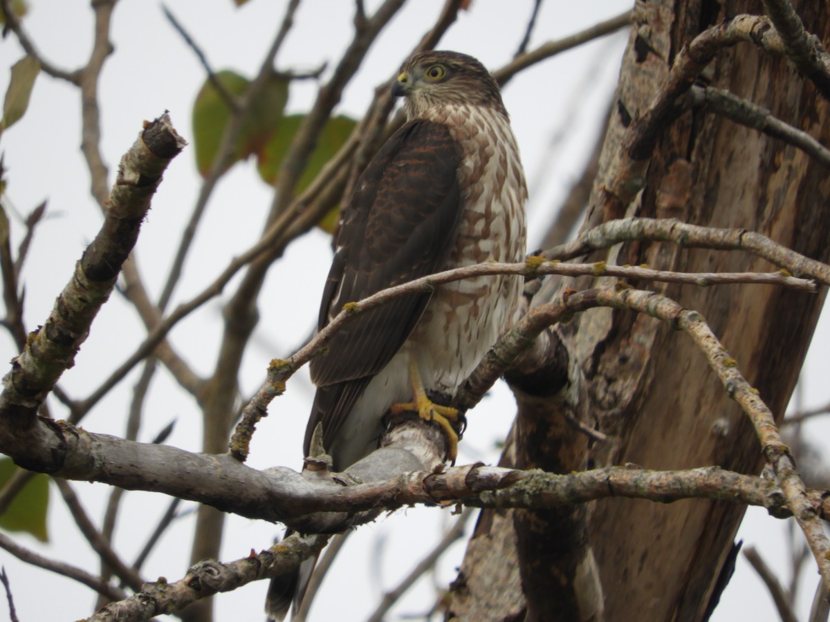 Sharp-shinned Hawk - ML363018801