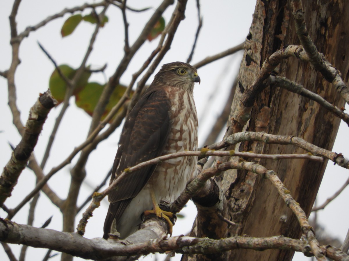 Sharp-shinned Hawk - ML363018931