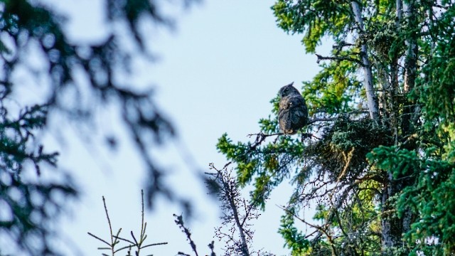 Great Horned Owl - ML363022141