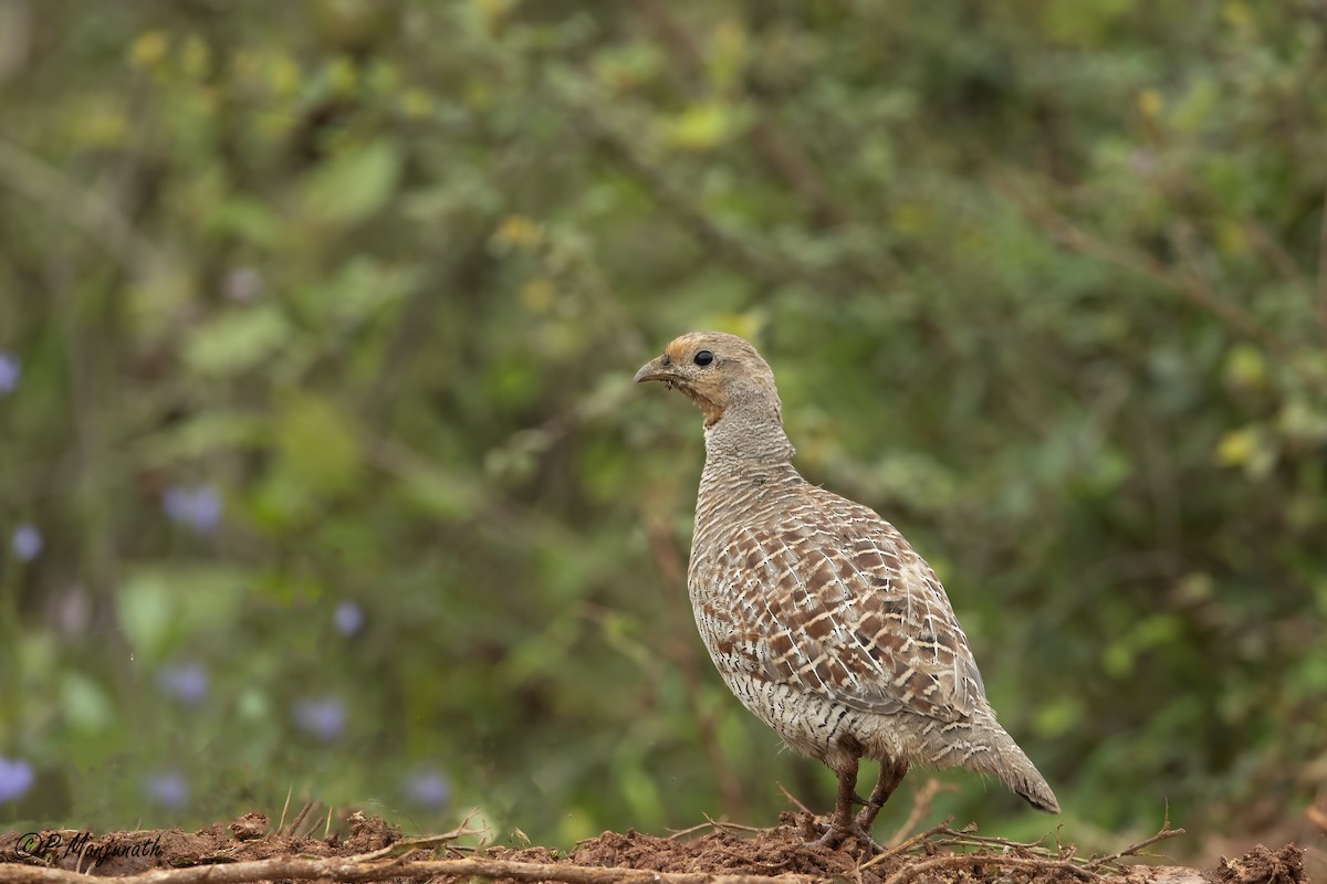 Gray Francolin - ML363023431