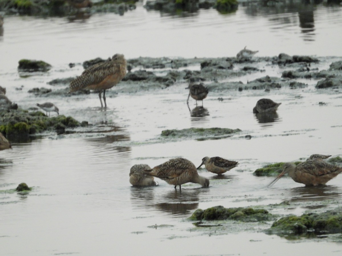 Marbled Godwit - Howard Friedman