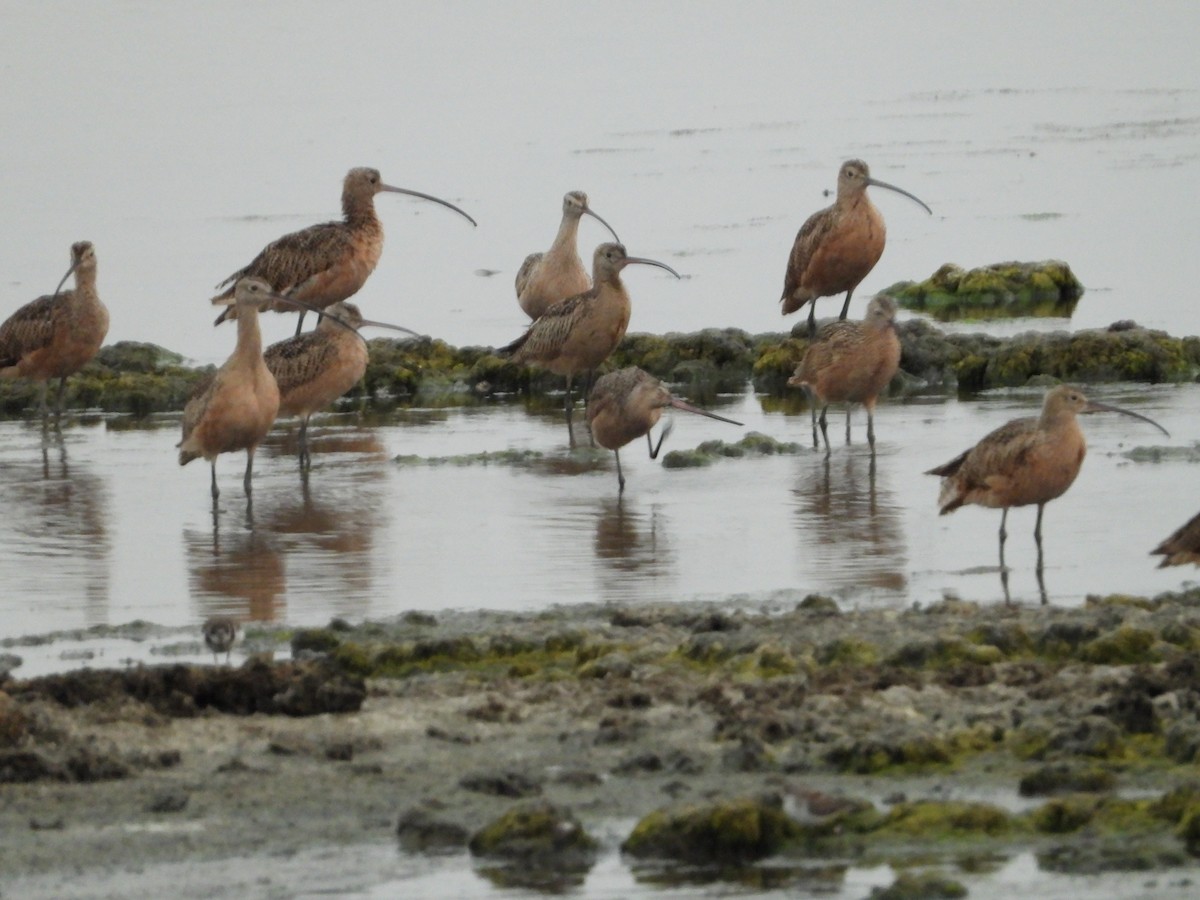 Regenbrachvogel - ML363023661