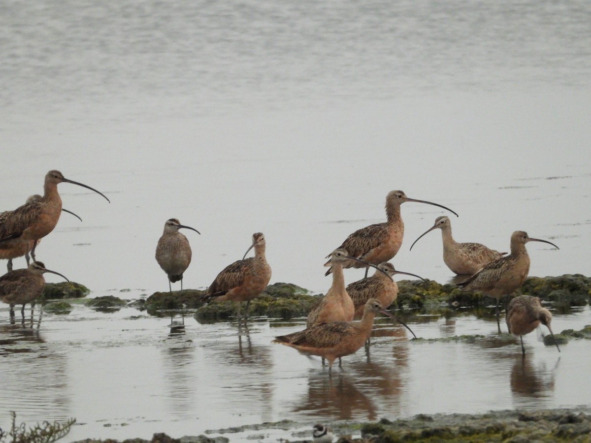 Regenbrachvogel - ML363023791