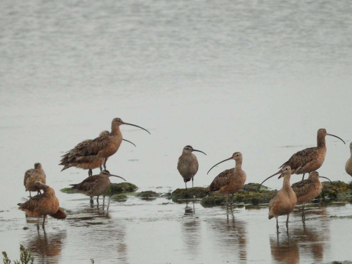 Whimbrel - ML363023841