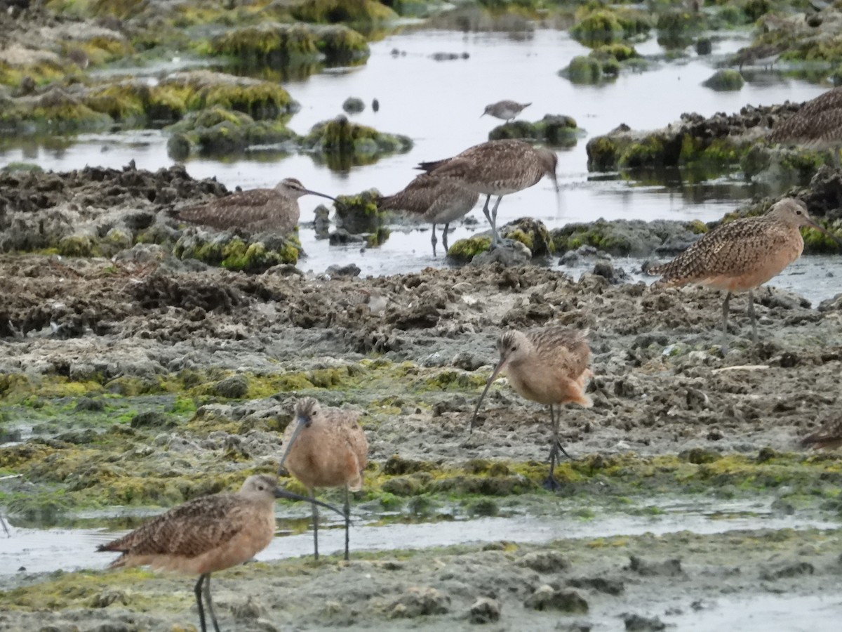 Whimbrel - Howard Friedman