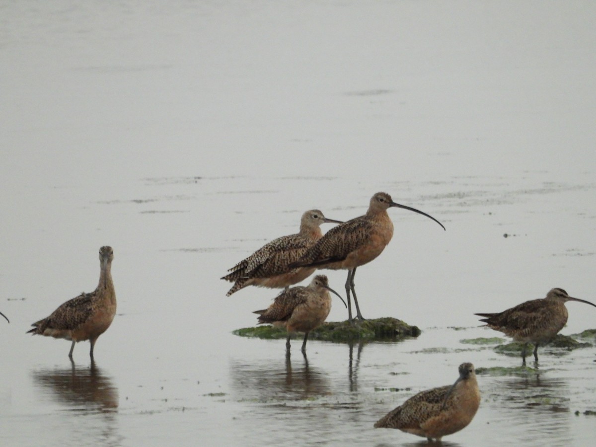 Whimbrel - Howard Friedman