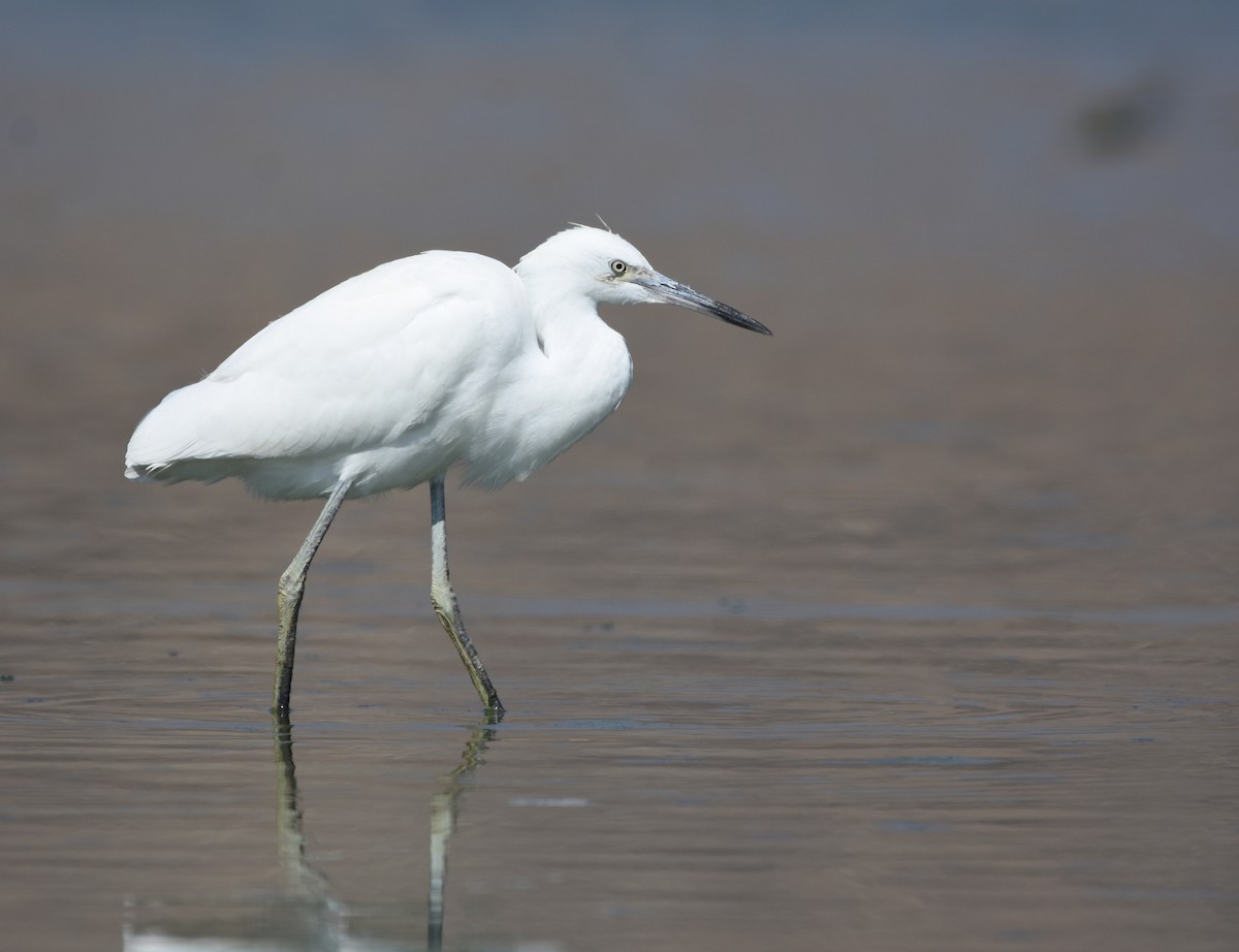 white egret sp. - Christopher Lindsey