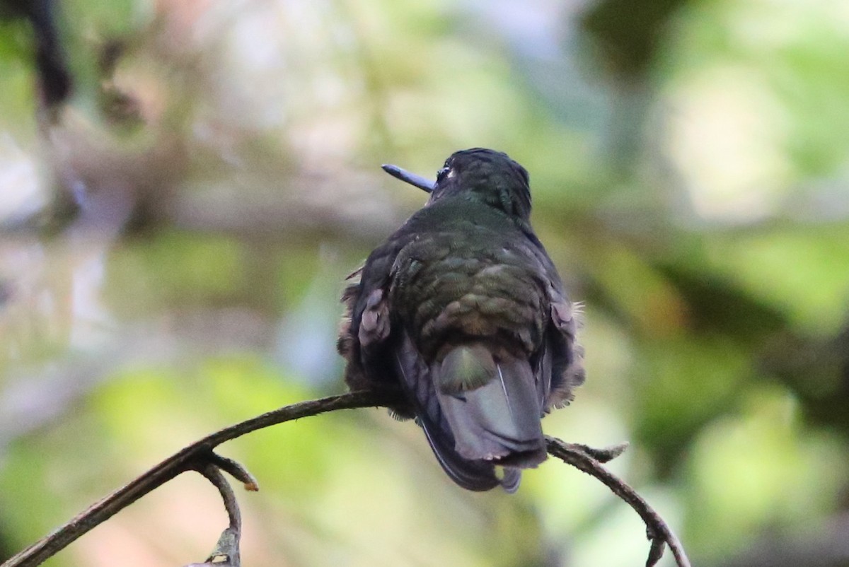 Golden-bellied Starfrontlet - ML36302521