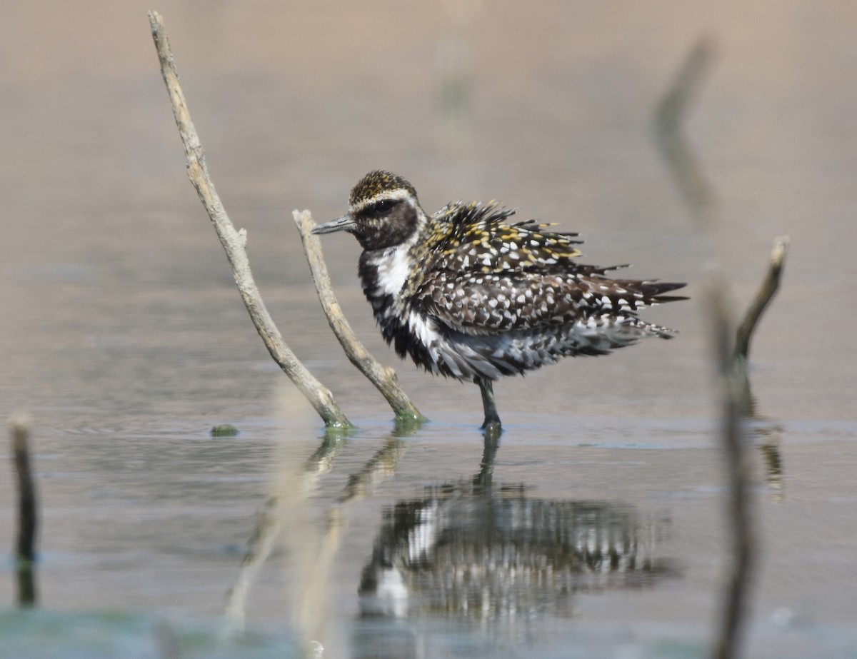 Pacific Golden-Plover - Christopher Lindsey
